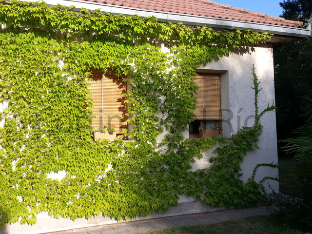 Ventanas con alicantinas de madera barniz natural